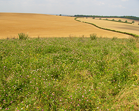Nectar flower mix on arable farmland, photo by Claire Carvell Nectar flower mix on arable farmland