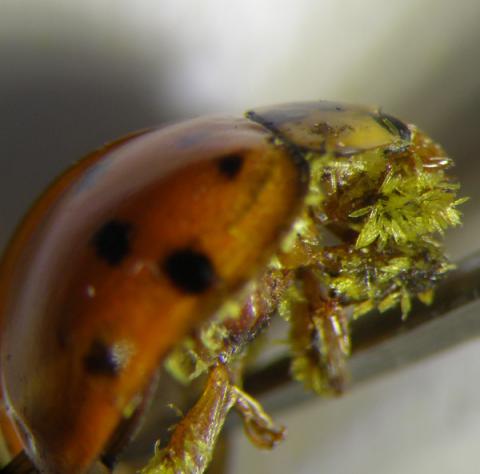 A harlequin ladybird infected with the Hesperomyces virescens species of Laboulbeniales fungus