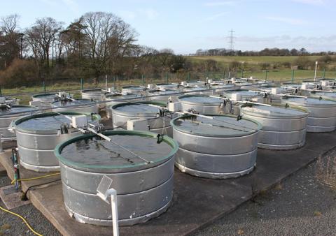 UKCEH's aquatic mesocosm facility A number of tanks filled with water