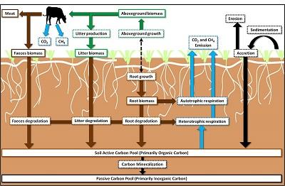 Graphic for Livestock grazing and carbon