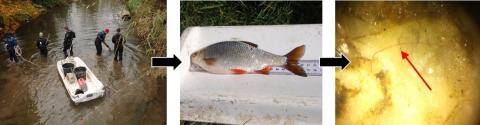 People in a river sampling fish