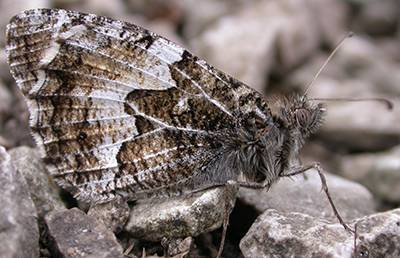 Grayling butterfly at rest showing underside of wings