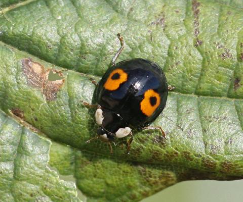 Harlequin ladybird adult (f. conspicua) Photo: KenDolbear Harlequin ladybird adult (f. conspicua) Photo: KenDolbear