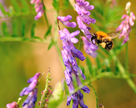 Bombus pascuorum, Common carder bee, foraging at vetch