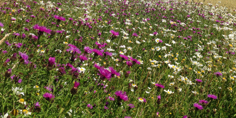 Wildlflowers including oxeye daisy and knapweed