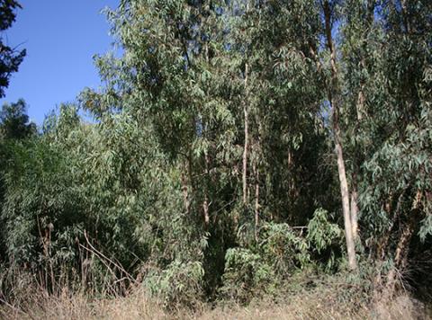 Akrotiri forest