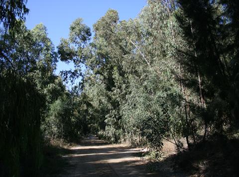 Akrotiri forest, Cyprus