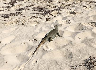 Rock iguana on a beach