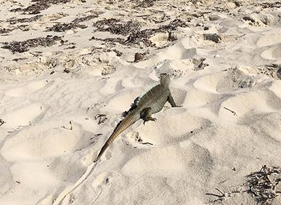 Endemic rock iguana on Little Water Cay, Turks & Caicos Islands Rock iguana on a beach