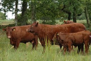 Cattle in a field