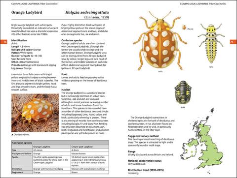 Page spread from Field Guide to the Ladybirds of Great Britain and Ireland