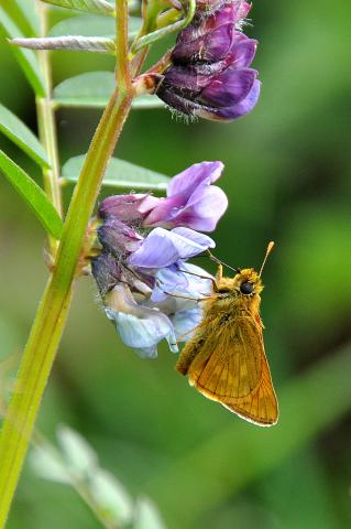 Large Skipper butterfly (c) Tim Melling