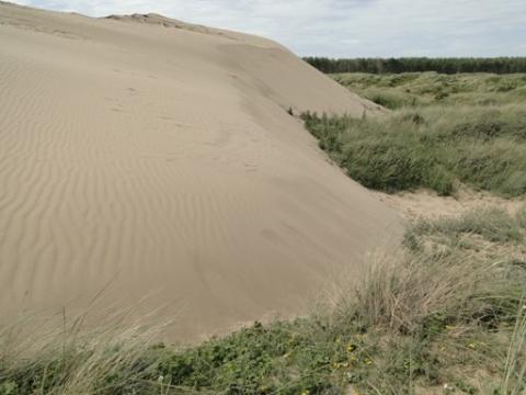 Moving sand at Newborough Warren