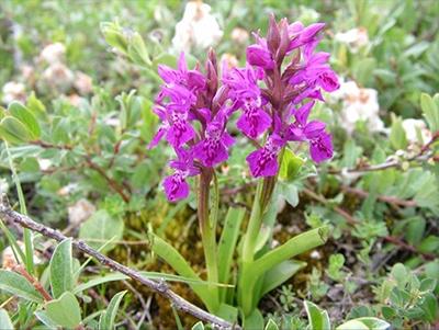 Northern marsh orchid (Dactylorhiza purpurella)