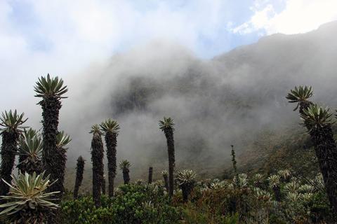 Plants in the Páramo of Guantiva-LaRusia in Boyaca Department, Colombia 