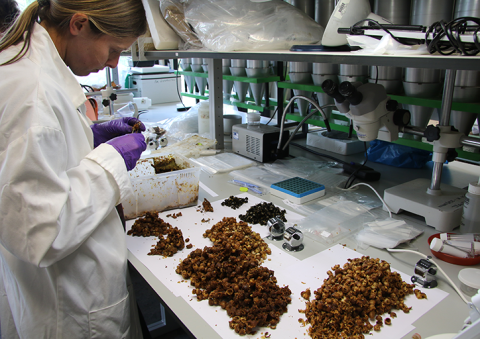 Scientist processing bees and hives in a laboratory