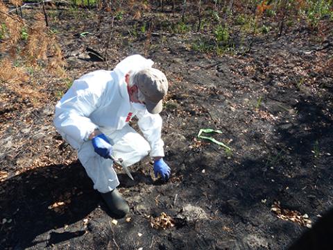 Prof Nick Beresford in the Red Forest, Chernobyl in September 2016 Prof Nick Beresford in the Red Forest, Chernobyl in September 2016