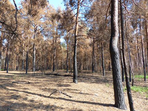 Red Forest, Chernobyl in September 2016 Red Forest, Chernobyl in September 2016