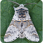 Sallow Kitten moth