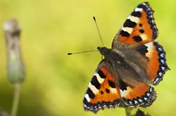 Small tortoiseshell butterfly image: shutterstock.com Small tortoiseshell butterfly image: shutterstock.com