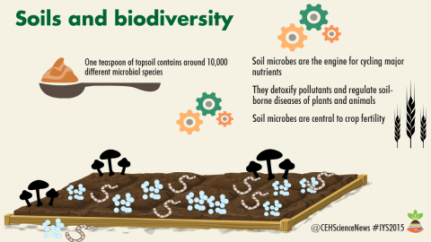Infographic about soils and biodiversity, produced by CEH for International Year of Soils