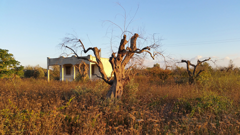 Xylella fastidiosa in olive tree