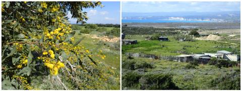 Port Jackson wattle tree (Acacia saligna) on the left and view of the Akrotiri peninsula on the right