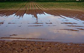 Flooded arable field