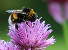 Bee on a flower Bee on a flower