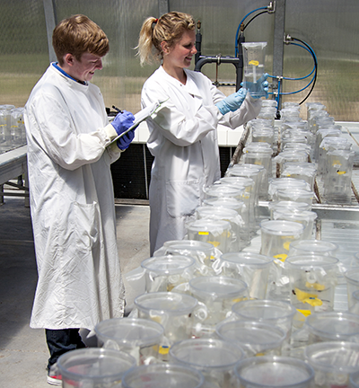 Scientists using the insect hoarding cage