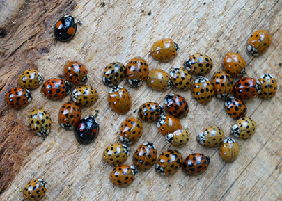 Harlequin ladybirds of several colour variations