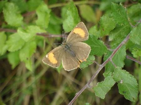 Brown hairstreak butterfly