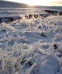 Frozen landscape Frozen landscape