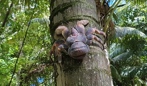 Coconut crab on Diego Garcia. Photo c. W Rabitsch