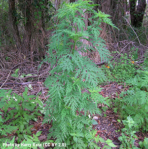 Common ragweed (Ambrosia artemisiifolia)