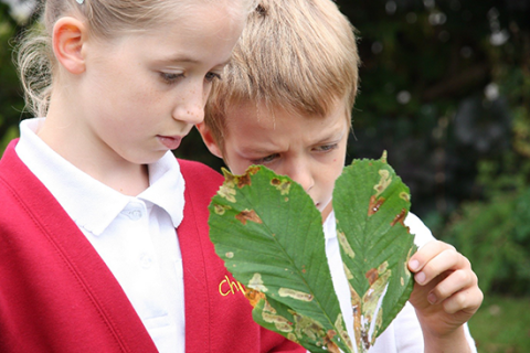 Children examining a conker tree leaf
