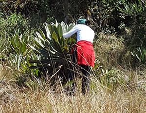 Person inspecting an Espletia plant