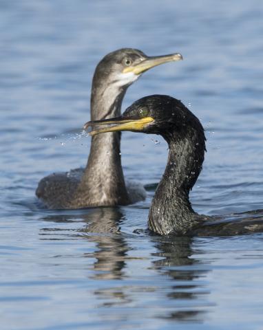 European shags on the Isle of May Picture: Gary Howells