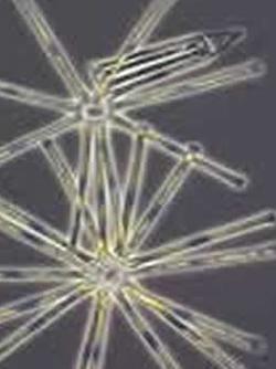 The freshwater diatom Asterionella formosa is an important species in many lakes and a good model organism to analyse The freshwater diatom Asterionella formosa