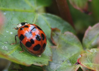 Harlequin ladybird