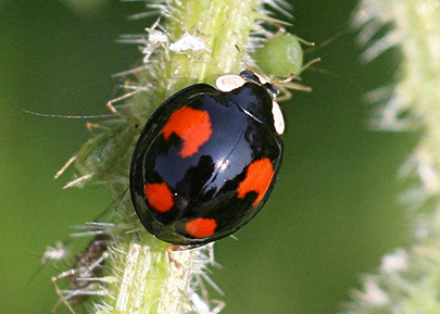 Harlequin ladybird