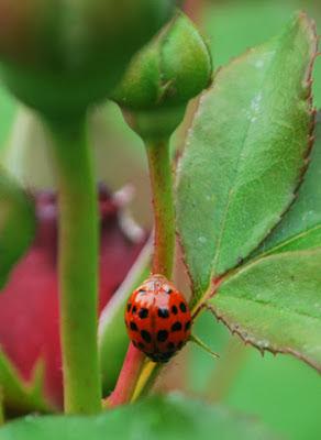 Harlequin ladybird. Photo: Barnaby Smith