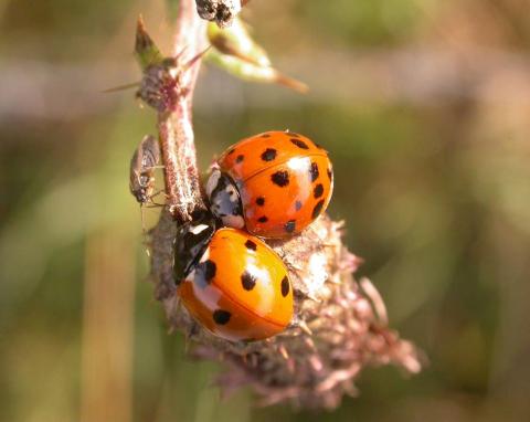Ladybirds: A harlequin and a UK native Ladybirds: A harlequin and a UK native