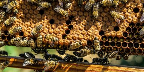 Honeybees in a hive Honeybees in a hive