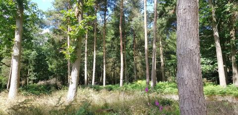 Woodland Woodland