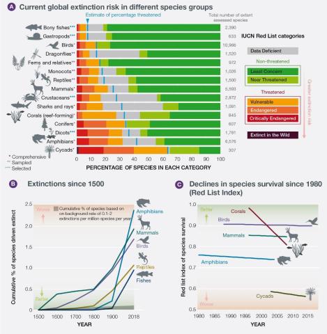 Infographic on extinction risk for species, from IPBES report 2019