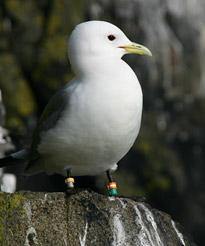 A kittiwake on the Isle of May A kittiwake on the Isle of May