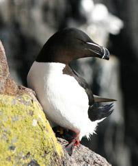 A razorbill on the Isle of May A razorbill on the Isle of May