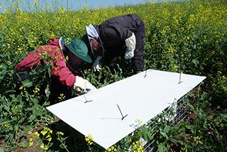 Inspecting Buff-tailed bumblebee, Bombus terrestris, hives in field trial