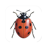 iRecord Ladybirds mobile app logo